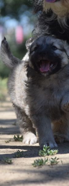 lizzy – Hund, Weibchen, 2 Monate – Foto 9