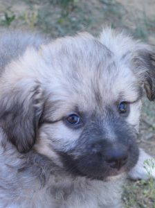 lizzy – Hund, Weibchen, 2 Monate – Foto 10