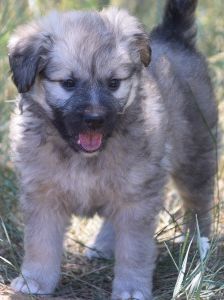 lizzy – Hund, Weibchen, 2 Monate – Foto 11