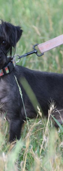 panko – Mischling, Männchen, 1 Jahr, Ungarn – Foto 3