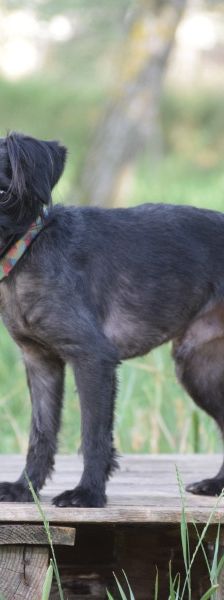 panko – Mischling, Männchen, 1 Jahr, Ungarn – Foto 5