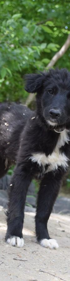 emilio – Mischling, Männchen, 7 Monate, Ungarn – Foto 1