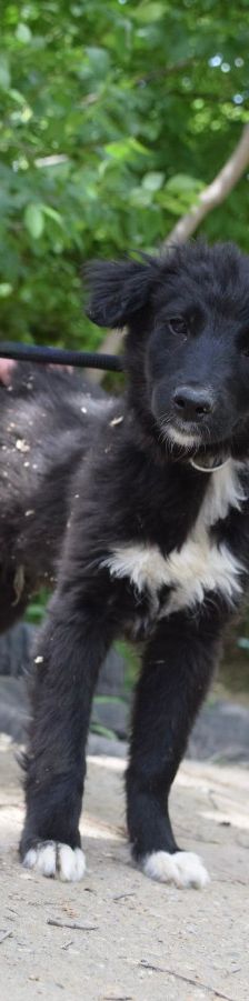 emilio – Mischling, Männchen, 7 Monate, Ungarn – Foto 2