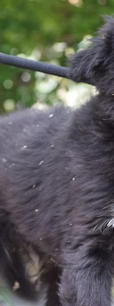 emilio – Mischling, Männchen, 7 Monate, Ungarn – Foto 3