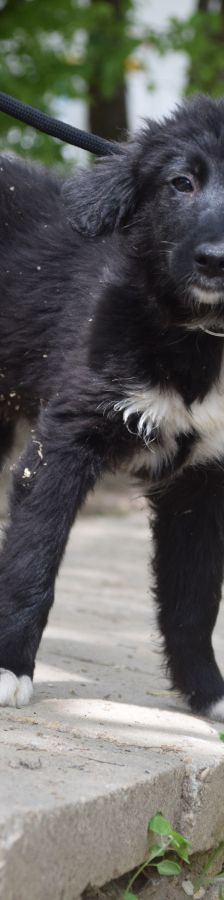 emilio – Mischling, Männchen, 7 Monate, Ungarn – Foto 4
