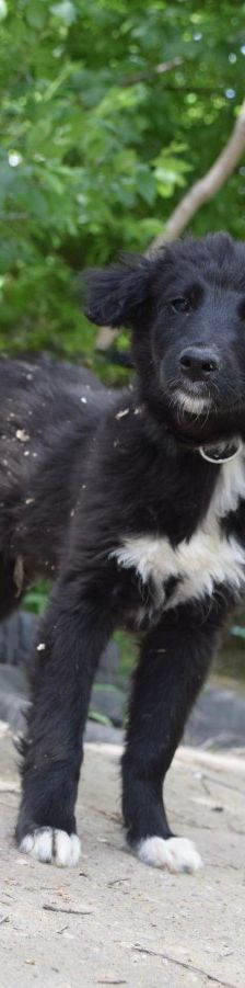 emilio – Mischling, Männchen, 7 Monate, Ungarn – Foto 5