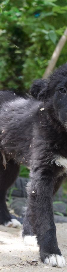 emilio – Mischling, Männchen, 7 Monate, Ungarn – Foto 6