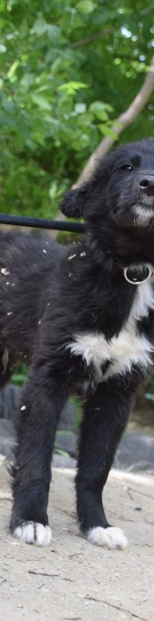 emilio – Mischling, Männchen, 7 Monate, Ungarn – Foto 7