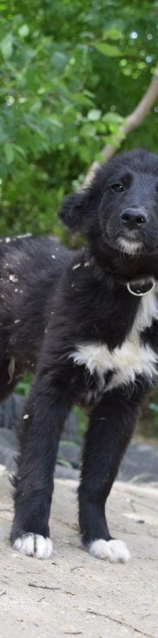 emilio – Mischling, Männchen, 7 Monate, Ungarn – Foto 8