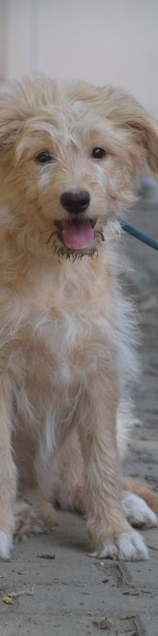 lea – Hund, Weibchen, 4 Monate, Ungarn – Foto 1