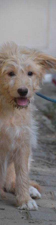 lea – Hund, Weibchen, 4 Monate, Ungarn – Foto 2