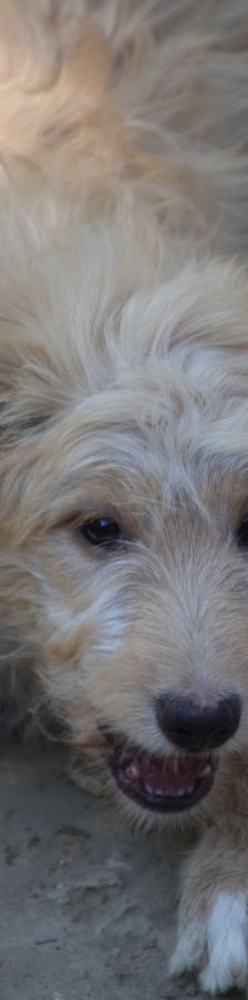lea – Hund, Weibchen, 4 Monate, Ungarn – Foto 3