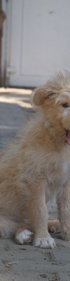 lea – Hund, Weibchen, 4 Monate, Ungarn – Foto 4