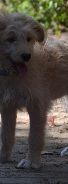 lea – Hund, Weibchen, 4 Monate, Ungarn – Foto 5