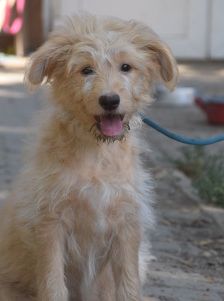 lea – Hund, Weibchen, 4 Monate, Ungarn – Foto 21