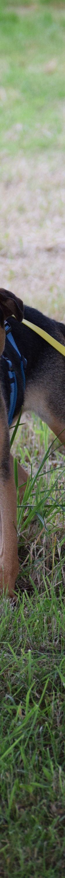 persil – Mischling, Männchen, 4 Jahre, Marl – Foto 3
