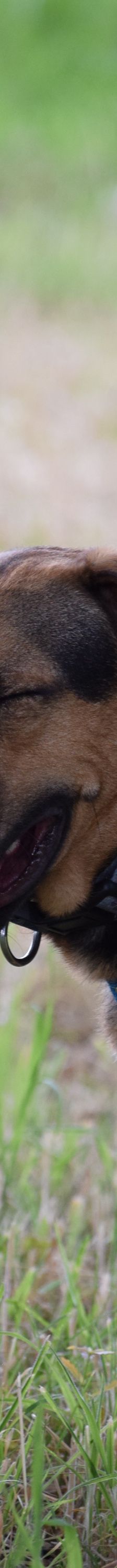 persil – Mischling, Männchen, 4 Jahre, Marl – Foto 8