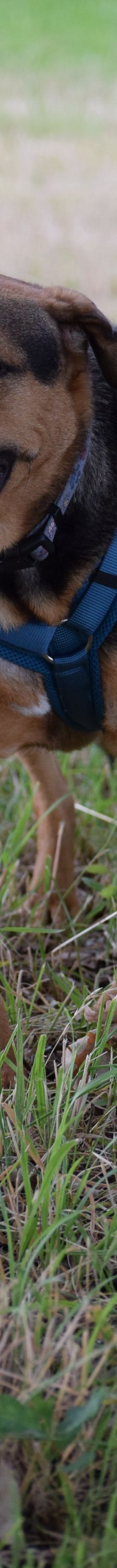 persil – Mischling, Männchen, 4 Jahre, Marl – Foto 11
