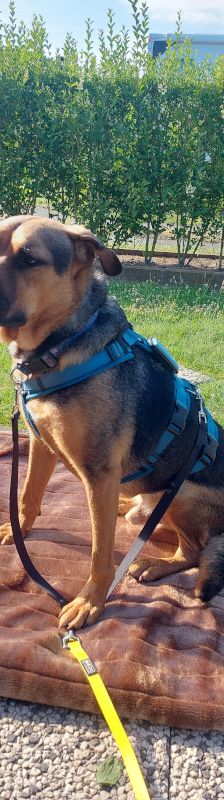 persil – Mischling, Männchen, 4 Jahre, Marl – Foto 16