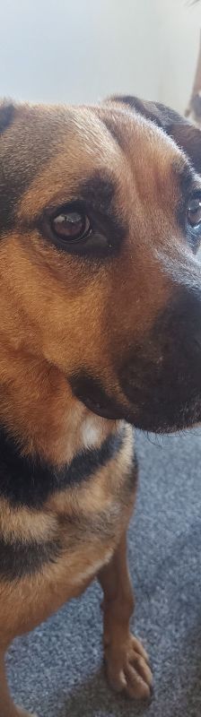 persil – Mischling, Männchen, 4 Jahre, Marl – Foto 17