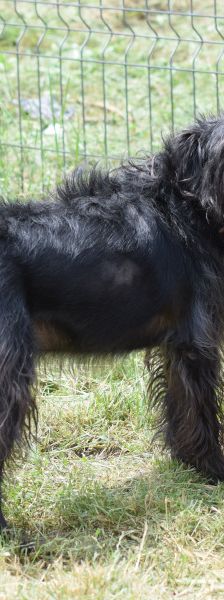 elmo – Mischling, Männchen, 10 Jahre, Ungarn – Foto 18