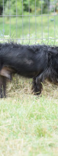 elmo – Mischling, Männchen, 10 Jahre, Ungarn – Foto 19