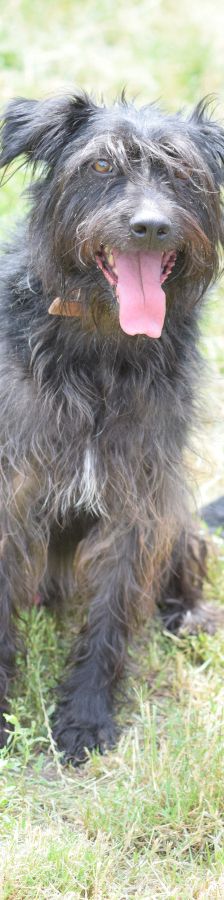 elmo – Mischling, Männchen, 10 Jahre, Ungarn – Foto 20