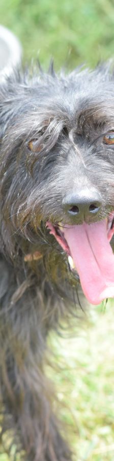 elmo – Mischling, Männchen, 10 Jahre, Ungarn – Foto 21