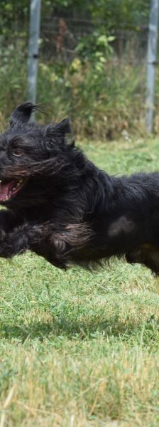 elmo – Mischling, Männchen, 10 Jahre, Ungarn – Foto 22