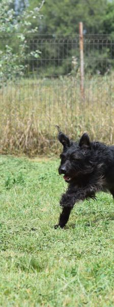 elmo – Mischling, Männchen, 10 Jahre, Ungarn – Foto 23