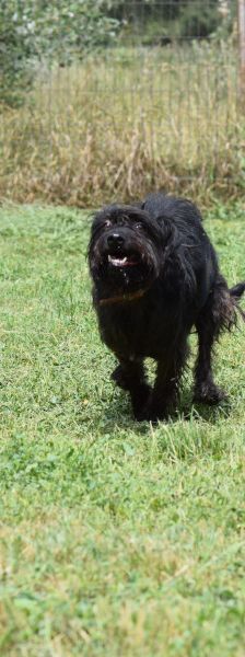 elmo – Mischling, Männchen, 10 Jahre, Ungarn – Foto 24