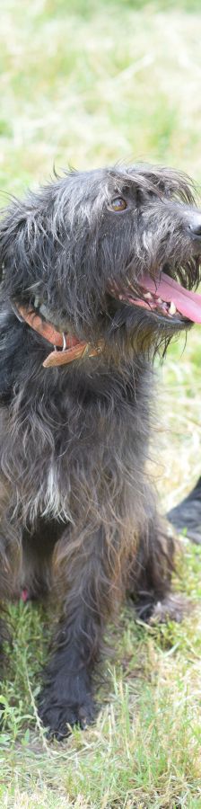 elmo – Mischling, Männchen, 10 Jahre, Ungarn – Foto 25