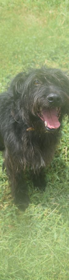 elmo – Mischling, Männchen, 10 Jahre, Ungarn – Foto 26