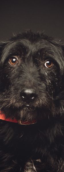 elmo – Mischling, Männchen, 10 Jahre, Ungarn – Foto 28
