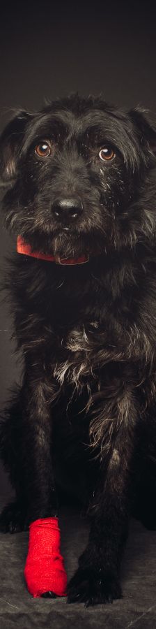 elmo – Mischling, Männchen, 10 Jahre, Ungarn – Foto 29