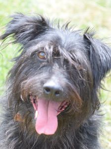 elmo – Mischling, Männchen, 10 Jahre, Ungarn – Foto 32