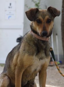 melange – Mischling, Weibchen, 1 Jahr, Ungarn – Foto 16