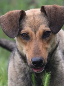 melange – Mischling, Weibchen, 1 Jahr, Ungarn – Foto 17