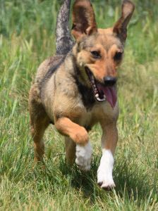 melange – Mischling, Weibchen, 1 Jahr, Ungarn – Foto 18
