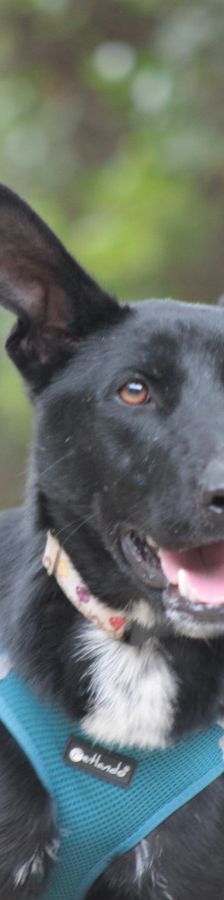 lindor – Mischling, Weibchen, 2 Jahre, Ungarn – Foto 1