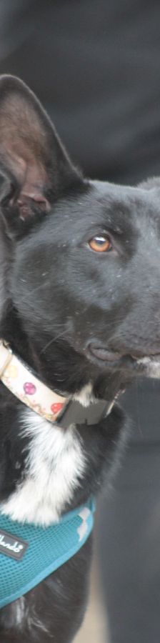 lindor – Mischling, Weibchen, 2 Jahre, Ungarn – Foto 2