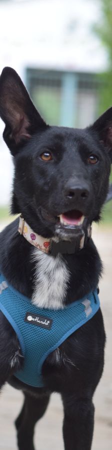 lindor – Mischling, Weibchen, 2 Jahre, Ungarn – Foto 3