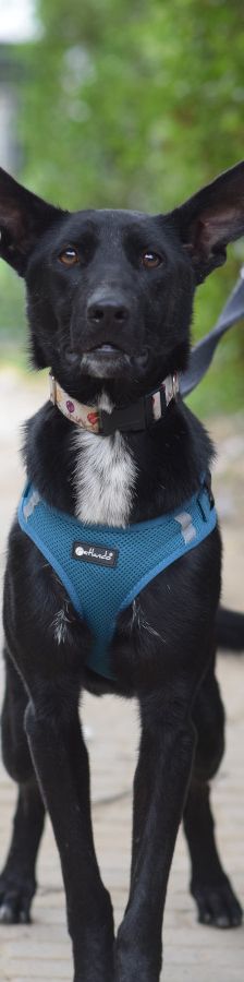 lindor – Mischling, Weibchen, 2 Jahre, Ungarn – Foto 4