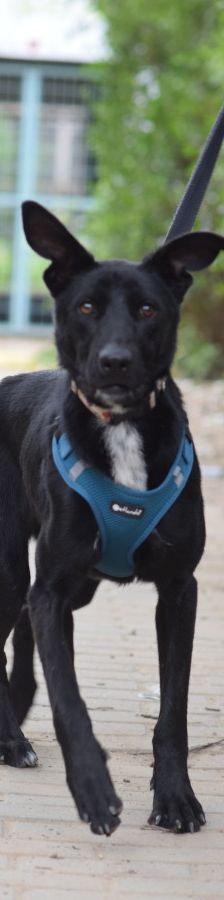 lindor – Mischling, Weibchen, 2 Jahre, Ungarn – Foto 5