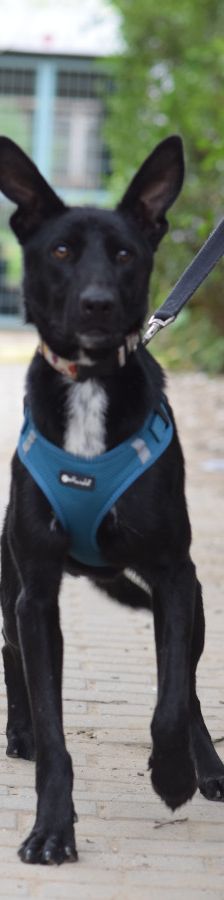 lindor – Mischling, Weibchen, 2 Jahre, Ungarn – Foto 6