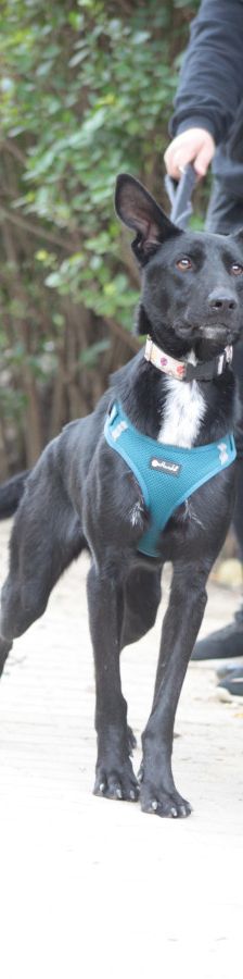 lindor – Mischling, Weibchen, 2 Jahre, Ungarn – Foto 8