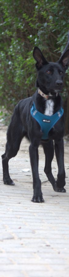 lindor – Mischling, Weibchen, 2 Jahre, Ungarn – Foto 9