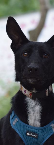 lindor – Mischling, Weibchen, 2 Jahre, Ungarn – Foto 10