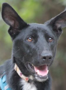 lindor – Mischling, Weibchen, 2 Jahre, Ungarn – Foto 11