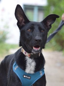 lindor – Mischling, Weibchen, 2 Jahre, Ungarn – Foto 12